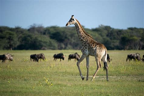 Wildlife Safaris In Zimbabwe Expert Africa
