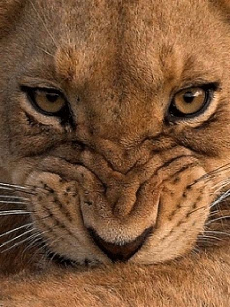 Beautiful Nature Animals Baby Animals Lion Tigre Grand Chat