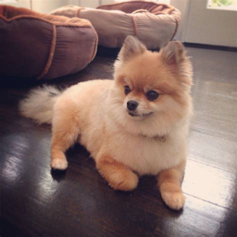 Teddy Needs A Friend Like This Pomeranian Cute Cats And Dogs