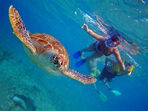 Snorkeling With Turtles In Akumal Triphobo