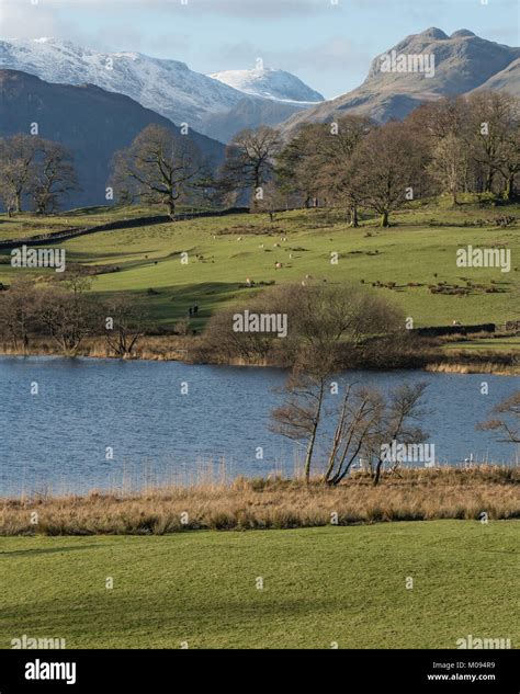 Portrait View Of Loughrigg Tarn In The Lake District Stock Photo Alamy