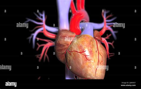 Anatomia Del Corpo Umano E Del Cuore 3d Immagini E Fotografie Stock Ad