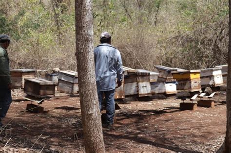 Maya Beekeepers Blame Bayer Monsanto For Deaths Of 300000 Bees