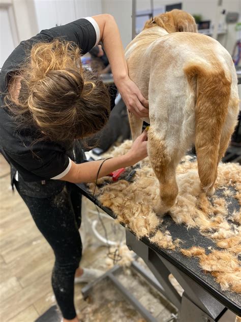 Gallery - Lucky Paws Pet Grooming