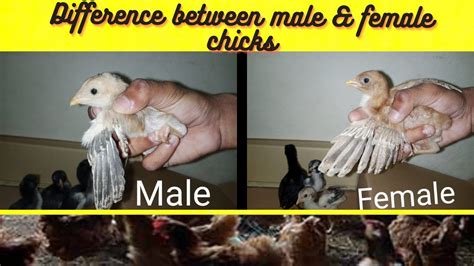 How To Identify Male And Female Chicks Youtube