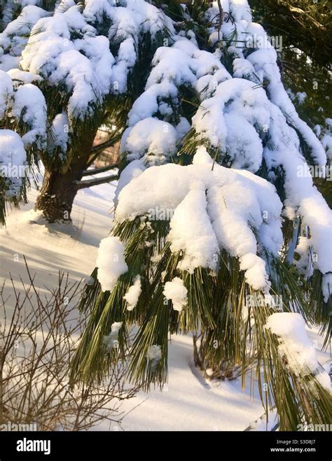 Snow Covered Pine Branch Stock Photo Alamy