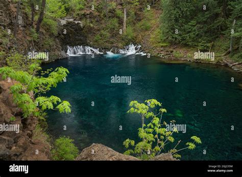 Tamolitch Falls Or Blue Pool Mckenzie River Oregon Stock Photo Alamy