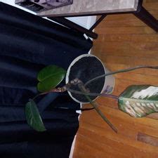 However, just because they require very little maintenance doesn't mean you can they need a specific care routine to thrive, otherwise, they won't make it for long. How to Nurse a Potted Plant Back to Health: 9 Steps