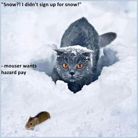 Lolcats Snow Lol At Funny Cat Memes Funny Cat Pictures With Words