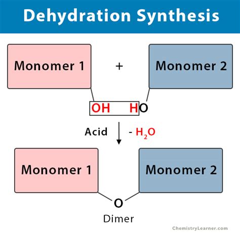 Describe What Happens In A Dehydration Synthesis Reaction