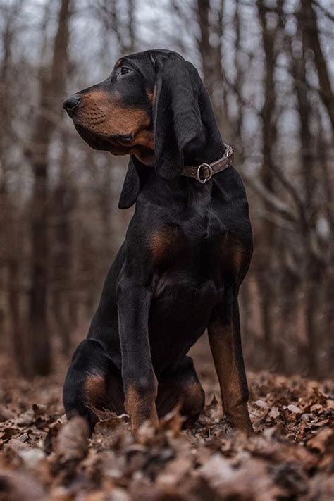 Black And Tan Coonhound Dog Breed Information Unique Dog Breeds