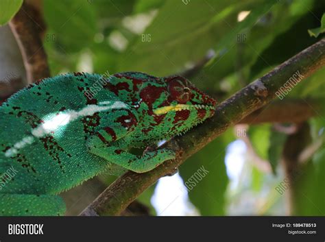 Chameleon Lizard Image And Photo Free Trial Bigstock