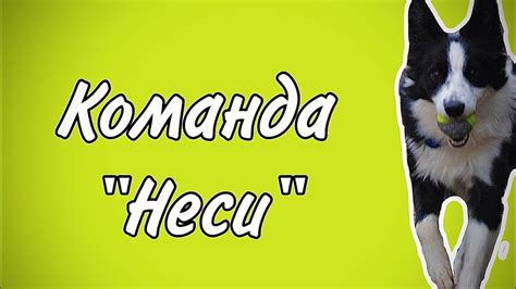 Как научить собаку команде «неси». 3 способа - YouTube