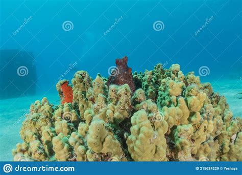 Coral Reef And Water Plants In The Red Sea Stock Image Image Of Dive