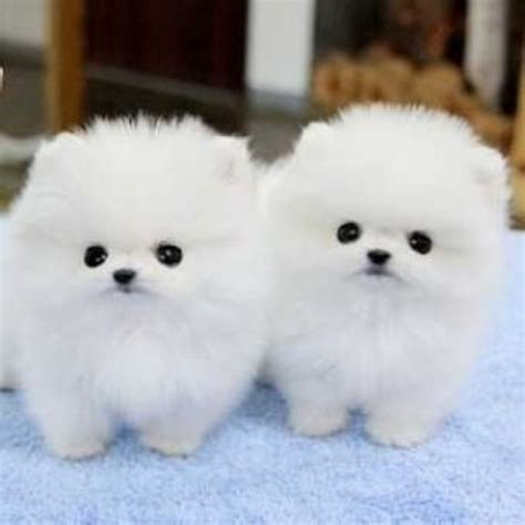 Lovely White Teacup Pomeranian Puppies For Adoption Offer €10