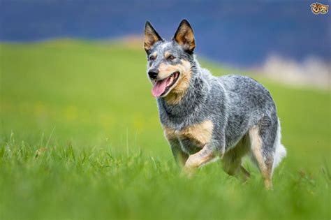 Blue heeler puppy can be trained easily and this is the responsibility of dog owner that you should teach him to be calm and cool. Beautiful Shot of a Heeler __ Blue Heeler Dog Training | Australian cattle dog, Cattle dog, Blue ...