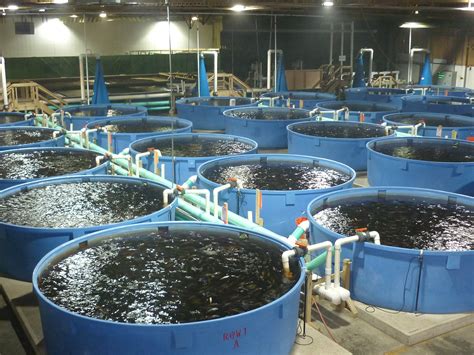 Starting And Managing A Profitable Catfish Farming Business In Nigeria