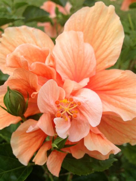 Peach Hibiscus Beautiful Garden Flowers