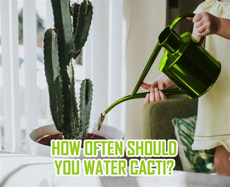 How Often Should You Water Cacti A Plant Care Guide