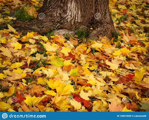 Autumn Yellow Leaves Lie On The Ground Near The Tree Stock Image