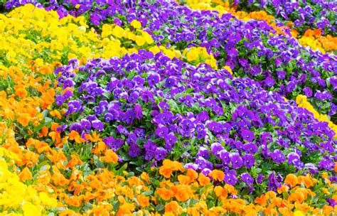 Freshen Up Your Landscape With These Spring Annuals