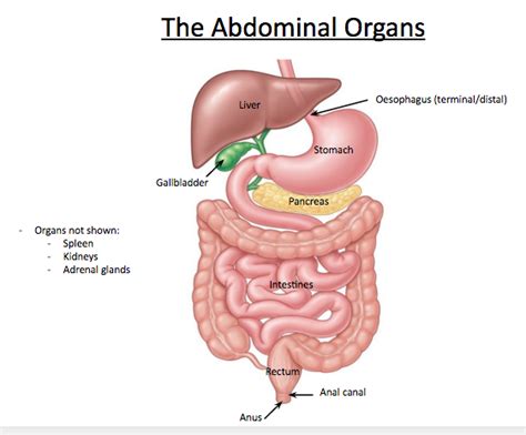 Athletic injuries of the lateral abdominal wall: GI anatomy lecture 2: Abdominal Pain at University of Dundee - StudyBlue