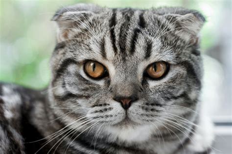 Scottish Fold Its Time To Stop The Breeding — The Little Carnivore
