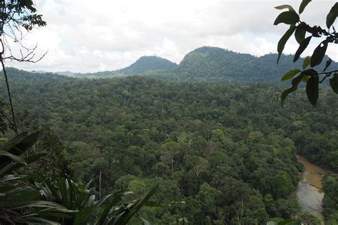 Bornean Rainforest Danum Valley Sabah Borneo Zoochat