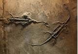 Images of Dinosaur Fossil Gallery