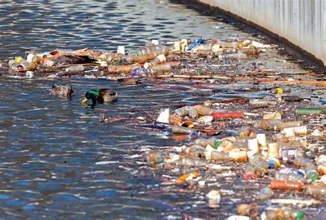 13 Shocking Environmental Effects Of Water Pollution Killing Time