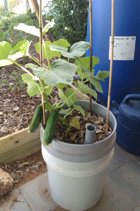 Cucumber Plant Container Myplant