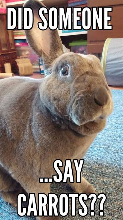 Me When I Hear The Word Food Bunny Meme Pet Bunny Pet Rabbit Funny Bunnies Blog Pictures