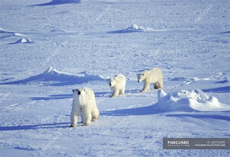 Female Polar Bear Travelling On Pack Ice With Cubs In Hudson Bay