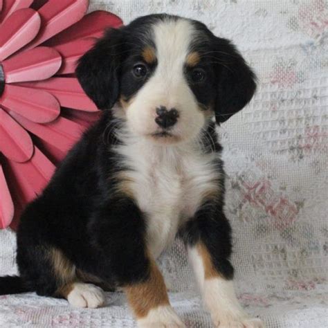 It's covered in thick, soft. Bernese Mountain Dog Puppies For Sale | Canton, OH #198794