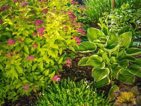 Types Of Garden Plants Garden Tips For All