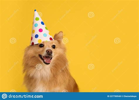 Cute Dog With Party Hat On Yellow Background Space For Text Birthday