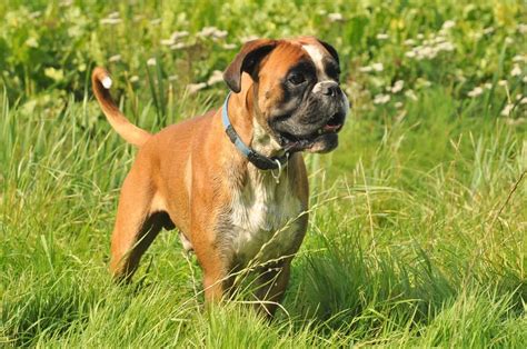 10 Best Boxer Rescues For Adoption 2024 Our Top 10 Picks