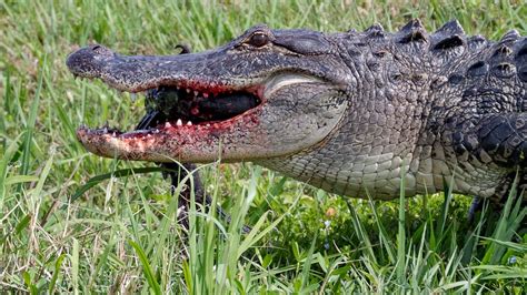 Huge Alligator Ate Louisiana Man After Hurricane Ida Officials Confirm