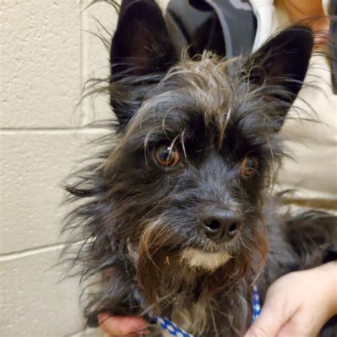 The price is $74 per night from may 6 to may 6$74. Pin by Kathleen Therese Gargano on Help shelter dogs ...