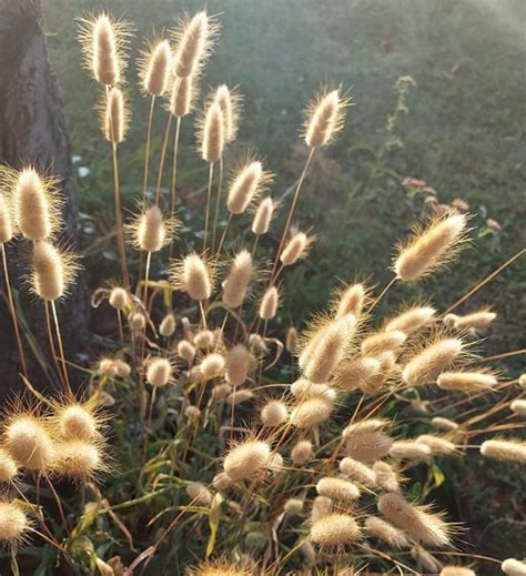 Lagurus Ovatus Hares Tail Or Bunnys Tails Ornamental Grass Seeds