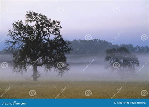 Fog Hovers Amidst Oak Trees In California Grassland Stock Photo