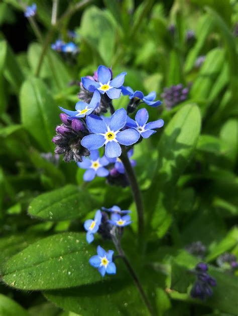 Forget Me Not Flower Nature Meadow Plant Blossom Boraginaceae