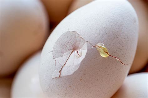 Empty Broken Egg Shell Creative Commons Bilder