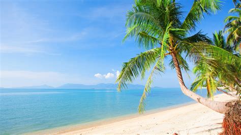 Wallpaper Beach Palm Trees Sea Tropical Summer