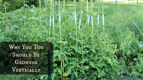 Compared to greens, root vegetables and plants in the cabbage family, tomato (solanum lycopersicum) plants take up more space in the vegetable. Grow Up! Why You Should Try Vertical Gardening