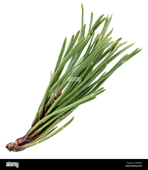 Pine Tree Branch Isolated On White With Clipping Path Stock Photo Alamy