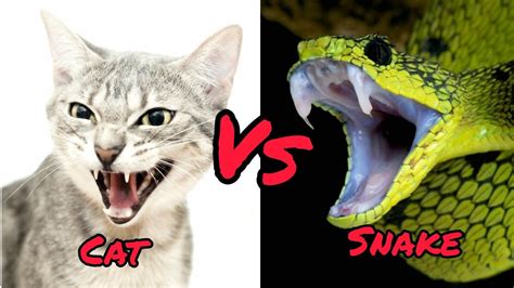 Cat Vs Snake Who Will Win Youtube