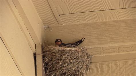 Barn Swallows Build Nest 5 26 19 Youtube