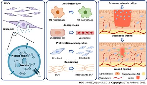 Mesenchymal Stem Cell Derived Exosomes A Novel And Potential Remedy For Cutaneous Wound Healing