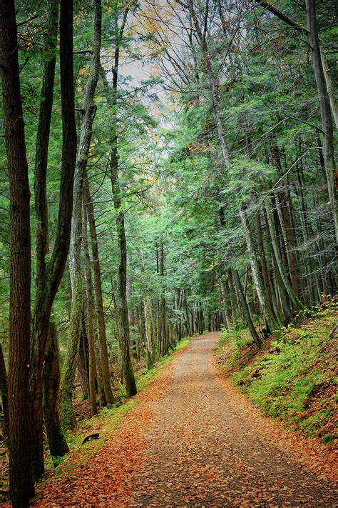 Through The Forest Cathedral Photograph By Shelley Smith Fine Art America